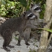 racoon_map_h_0131_cos1861.jpg